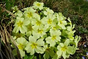 30 Primule gialle (Primula vulgaris)